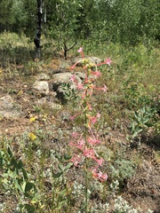 Ipomopsis aggregata candida