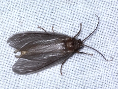 Ithone wilsoni
