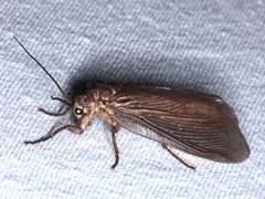 Ithone wilsoni