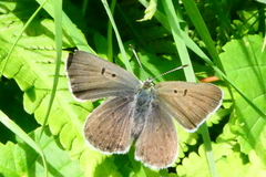 Lycaena tityrus subalpina