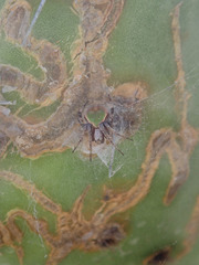 Araneus detrimentosus