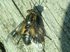 Chrysops excitans