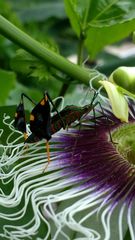 Diactor bilineatus