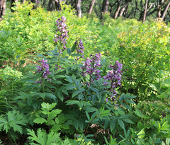 Dictamnus dasycarpus