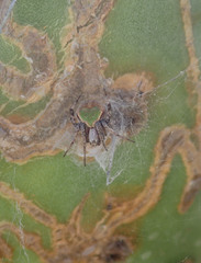 Araneus detrimentosus