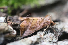 Pseudeva purpurigera