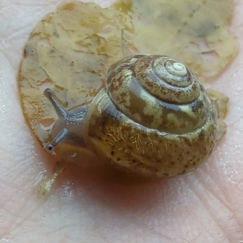 Girdled Snail, Rivierenwijk, Utrecht, Netherlands, photo 6 of 10