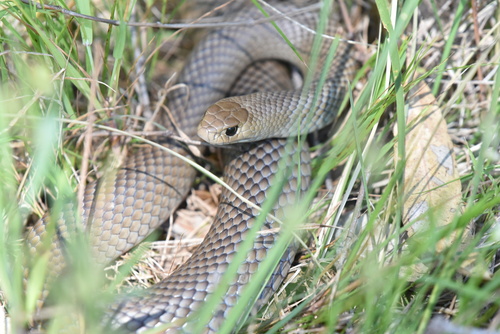 Eastern Brown Snake sighting