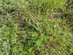 Dichanthelium implicatum