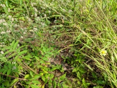 Dichanthelium implicatum