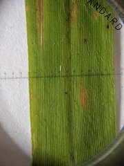 Dichanthelium implicatum