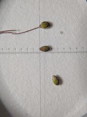 Dichanthelium implicatum