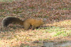 Callosciurus erythraeus