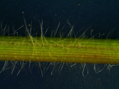 Dichanthelium implicatum