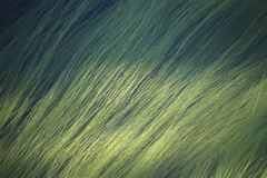 Schoenoplectus subterminalis