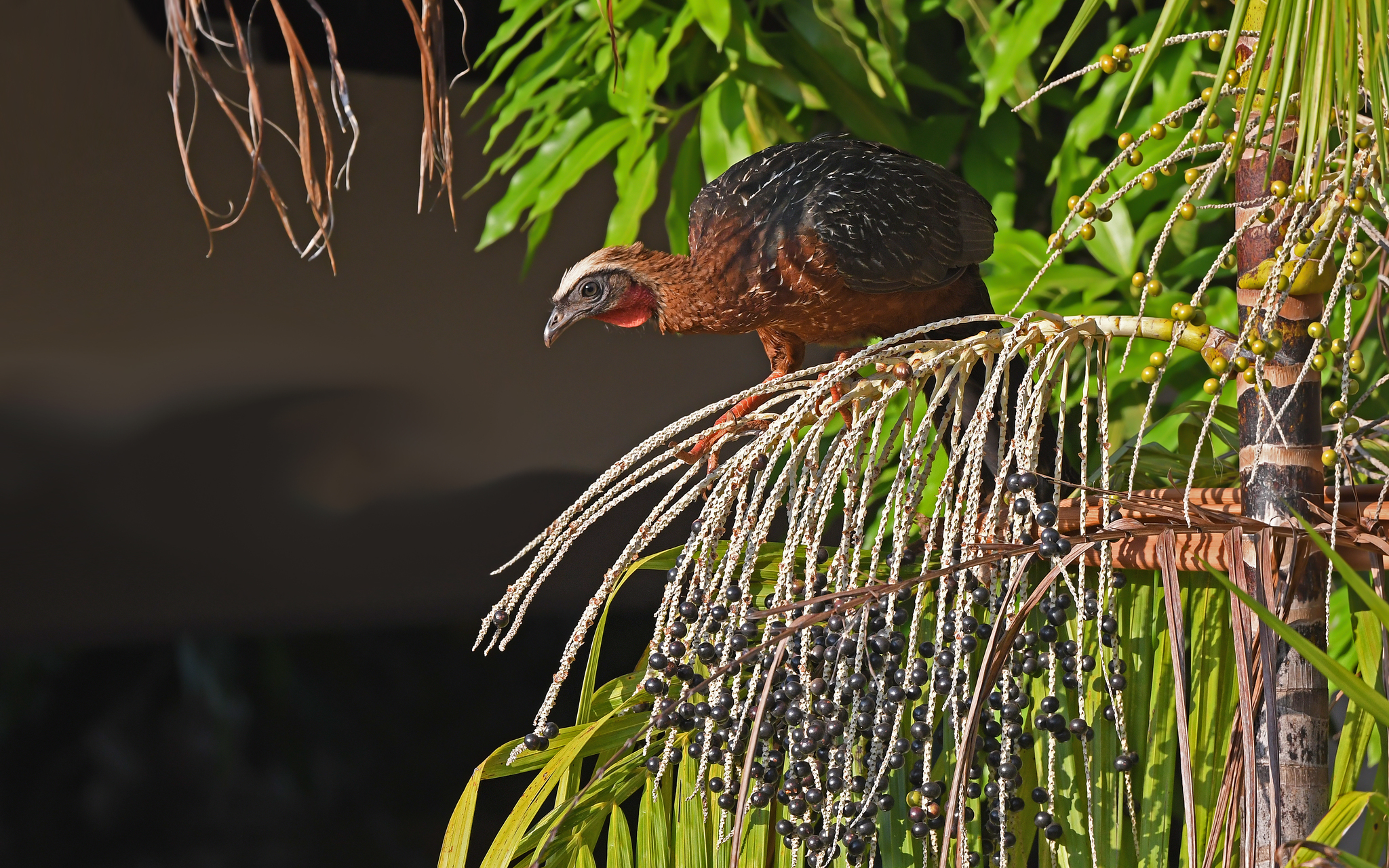White-crested Guan (Penelope pileata), photo 9