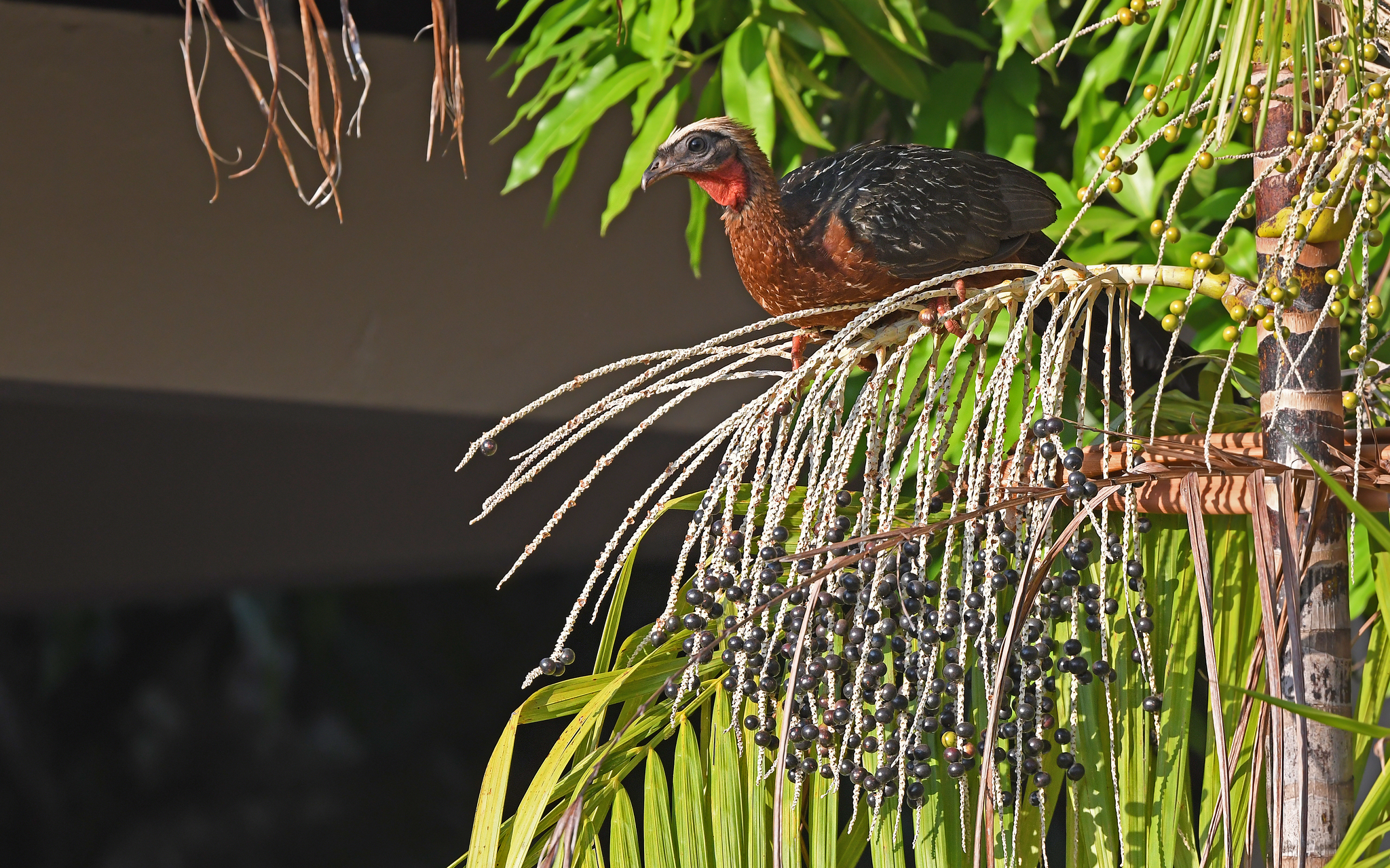 White-crested Guan (Penelope pileata), photo 8