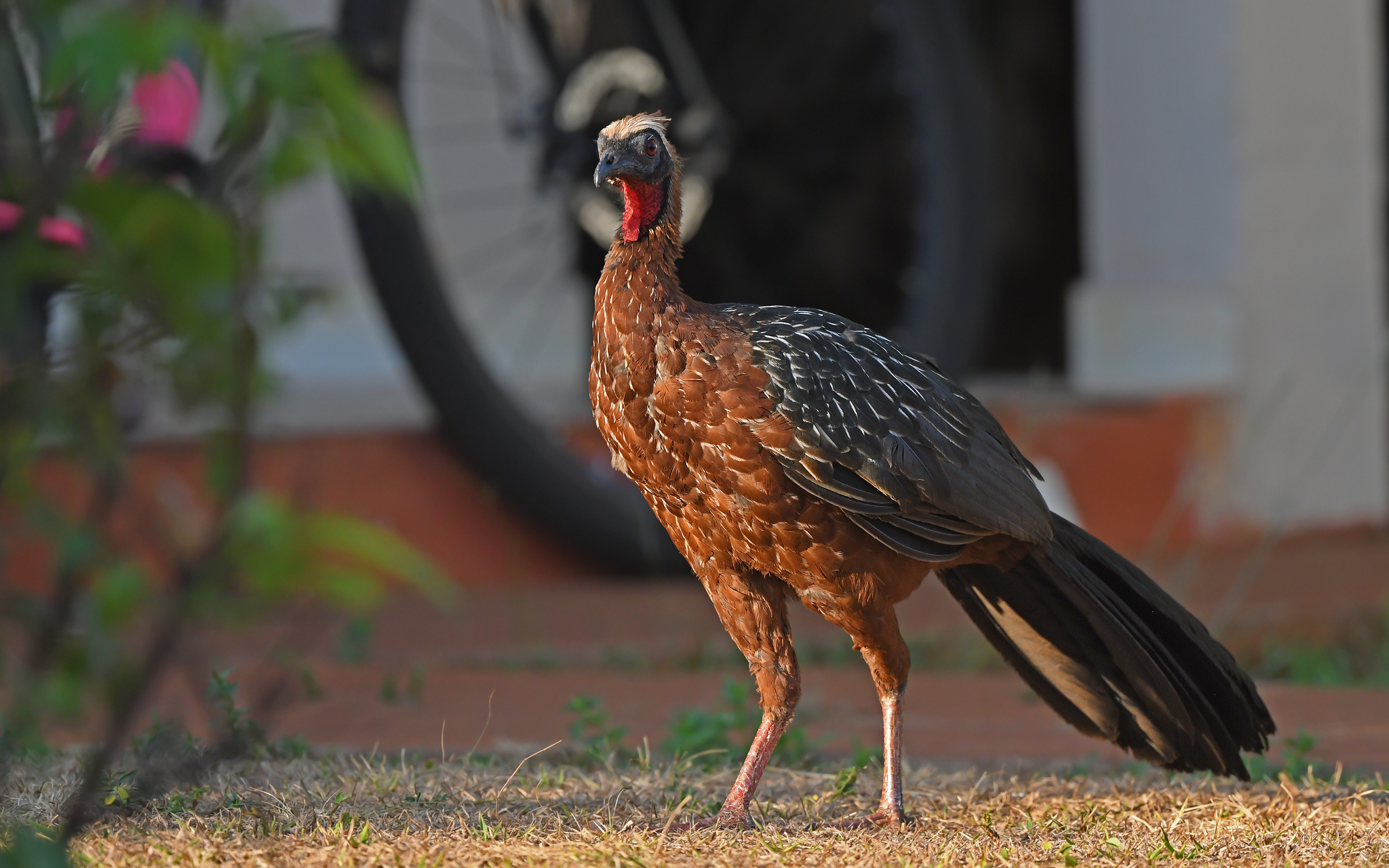 White-crested Guan (Penelope pileata), photo 2