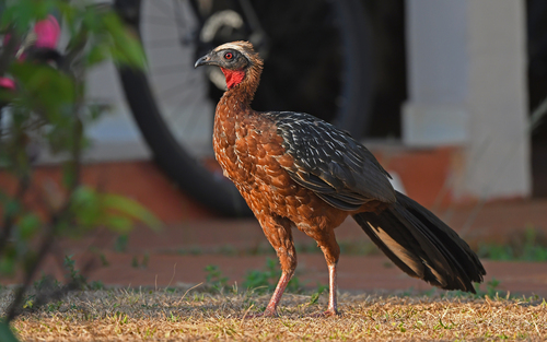 White-crested Guan (Penelope pileata)