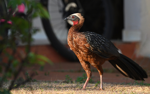 White-crested Guan (Penelope pileata), photo 3