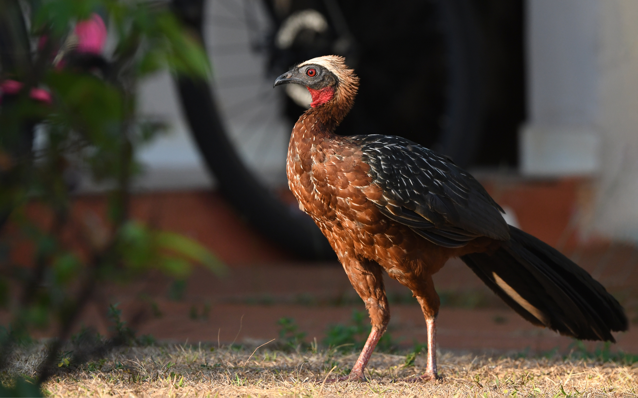 White-crested Guan (Penelope pileata), photo 4