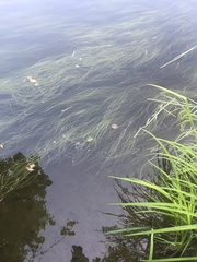 Schoenoplectus subterminalis