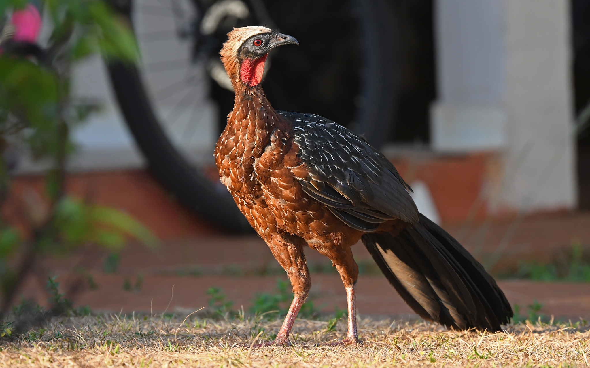 White-crested Guan (Penelope pileata), photo 5