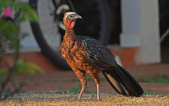 White-Crested Guan photo 2