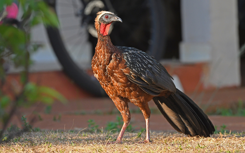White-crested Guan (Penelope pileata), photo 6