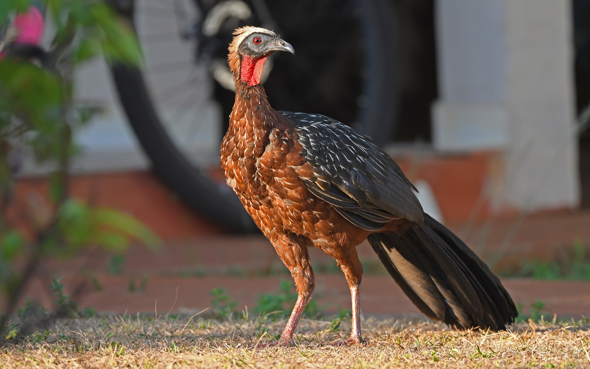 White-crested Guan (Penelope pileata), photo 7