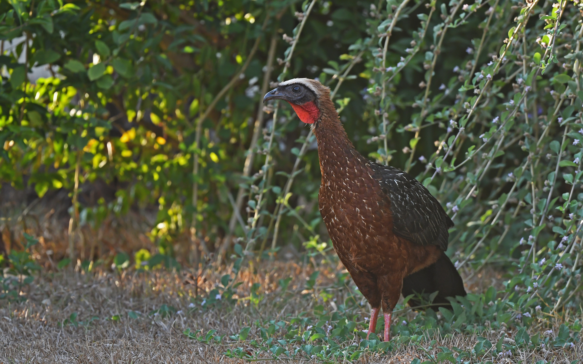White-crested Guan (Penelope pileata), photo 10