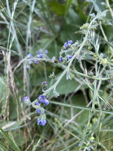 Image of Ceylon Forget Me Not by (c) 槲蕨Miu, some rights reserved (CC BY)