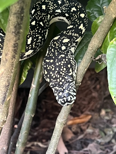 Diamond Python sighting