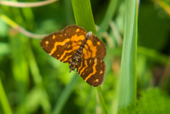 Chrysolarentia chrysocyma