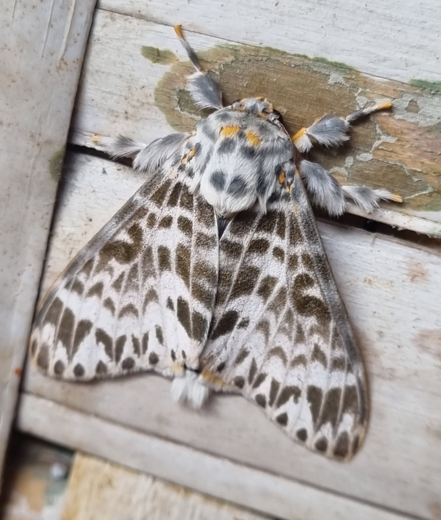 Lymantria minora (Lymantria minora)