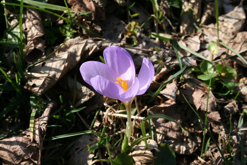 Crocus kosaninii
