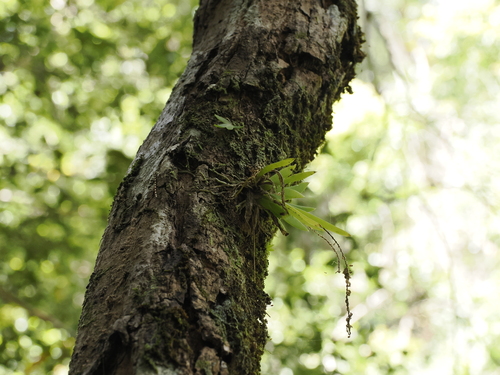 Image of Oberonia titania by (c) Lucas Christofides, some rights reserved (CC BY)