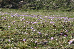 Crocus kosaninii, photograph (c) Edmundas Greimas, some rights reserved (CC BY)