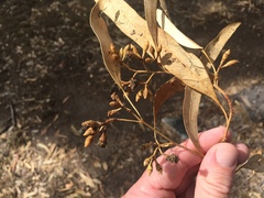 Eucalyptus crebra