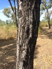 Eucalyptus crebra