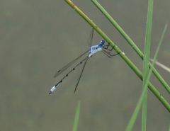 Lestes sigma