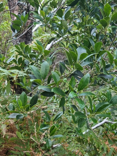 Image of Ilex canariensis by (c) Vítor Jorge, some rights reserved (CC BY)