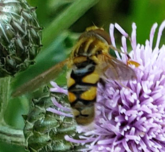 Parhelophilus integer