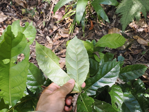 Image of Sloanea australis by (c) Lucas Christofides, some rights reserved (CC BY)