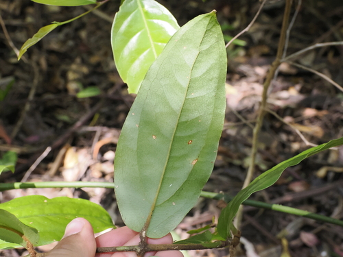Image of Ripogonum elseyanum by (c) Lucas Christofides, some rights reserved (CC BY)