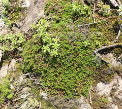 Selaginella sibirica