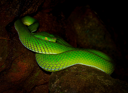 Gumprecht's Green Pitviper