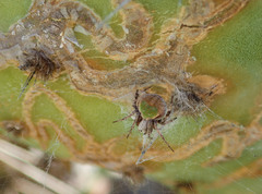 Araneus detrimentosus