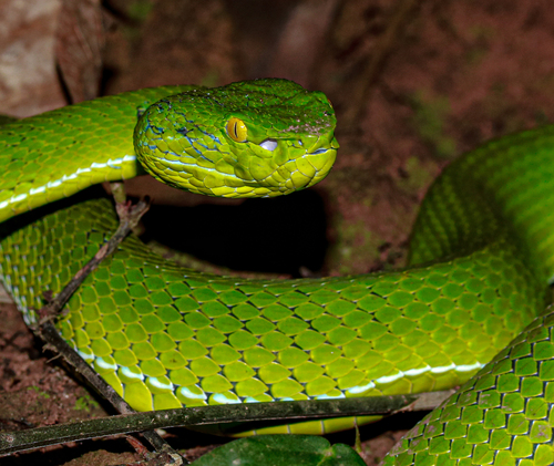 Gumprecht's Green Pitviper