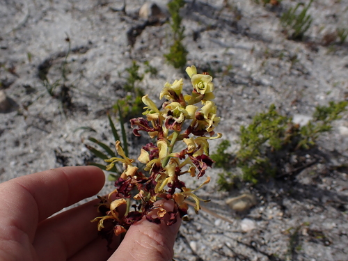 Image of Tritoniopsis parviflora by (c) Eugene Hahndiek, some rights reserved (CC BY-SA)